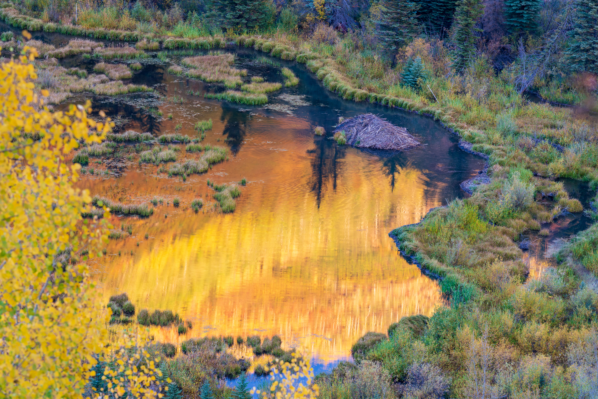 Scenic beaver dam and pond in the fall in Aspen Colorado